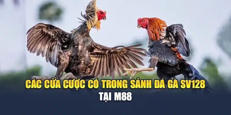 Các cửa cược có trong sảnh đá gà Sv128 tại M 88