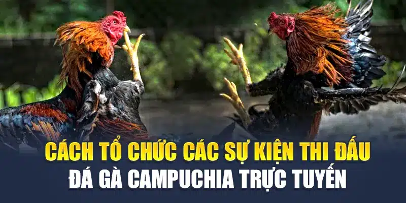 Cách tổ chức các sự kiện thi đấu đá gà Campuchia trực tuyến