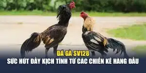 Đá Gà Sv128 – Sức Hút Đầy Kịch Tính Từ Các Chiến Kê Hàng Đầu