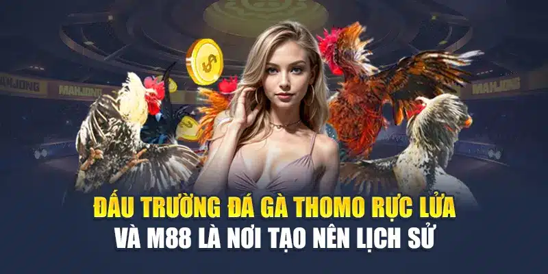 Đấu trường đá gà Thomo rực lửa và M88 là nơi tạo nên lịch sử