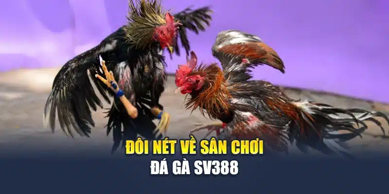 Đôi nét về sân chơi đá gà SV388