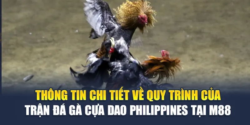 Thông tin chi tiết về quy trình của trận đá gà cựa dao Philippines tại M88