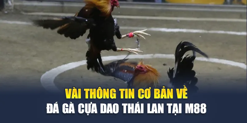 Vài thông tin cơ bản về đá gà cựa dao Thái Lan tại M88