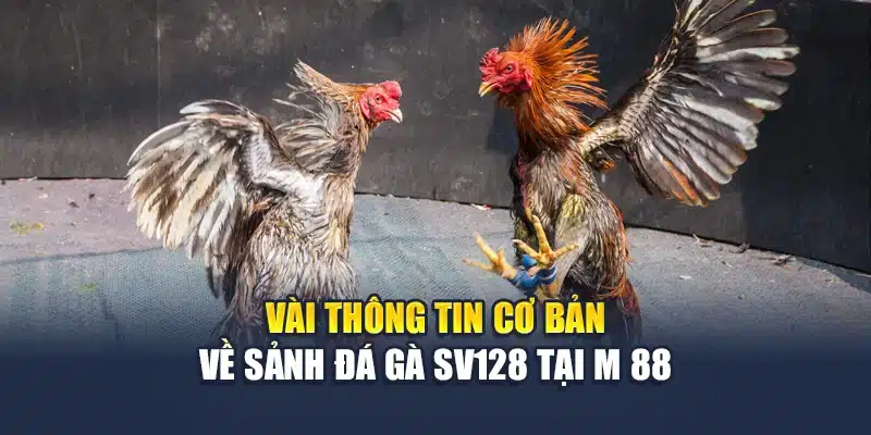 Vài thông tin cơ bản về sảnh đá gà Sv128 tại M 88